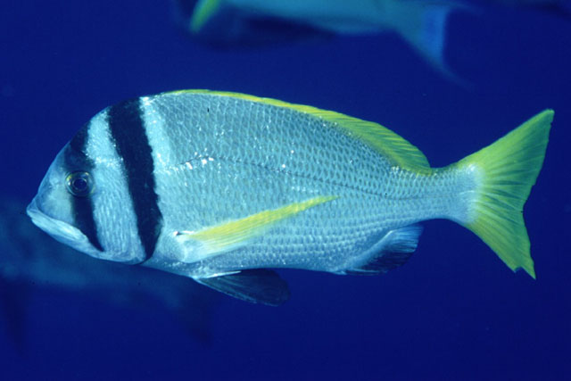 Acanthopagrus bifasciatus (Forsskål, 1775)